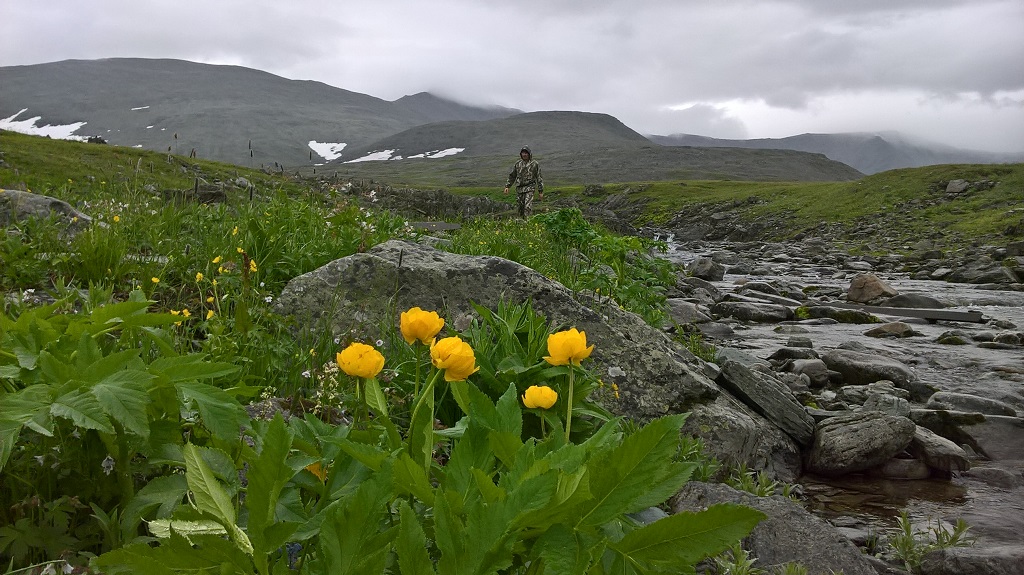 Выдры в тундре - 2018